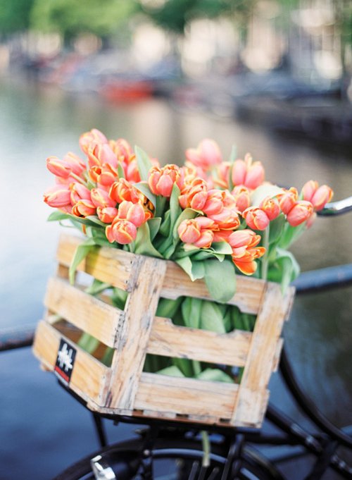 Tulips