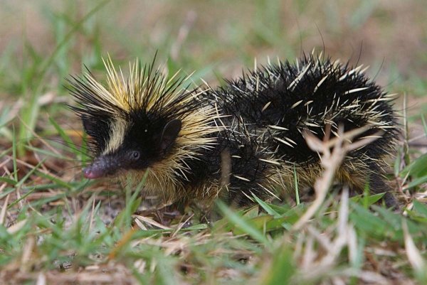 The Lowland Streaked Tenrec