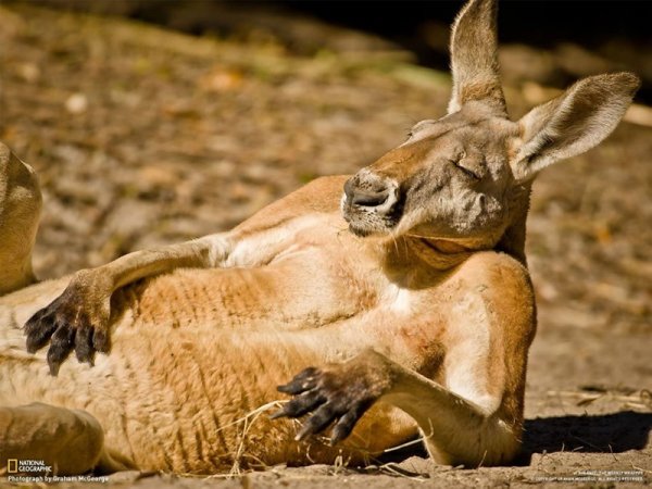 Kangaroo