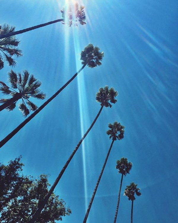 blue, sky, flower, adventure, overhead power line,