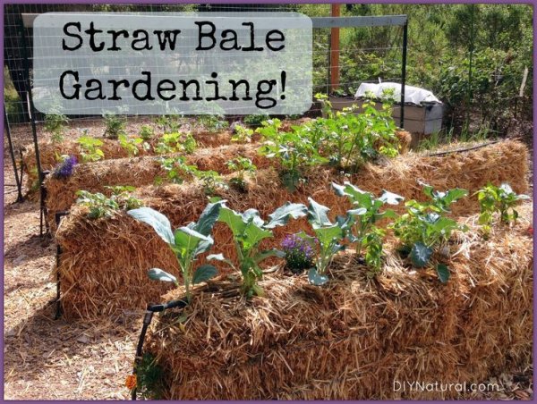 Straw Bale Gardening is Simple and Effective