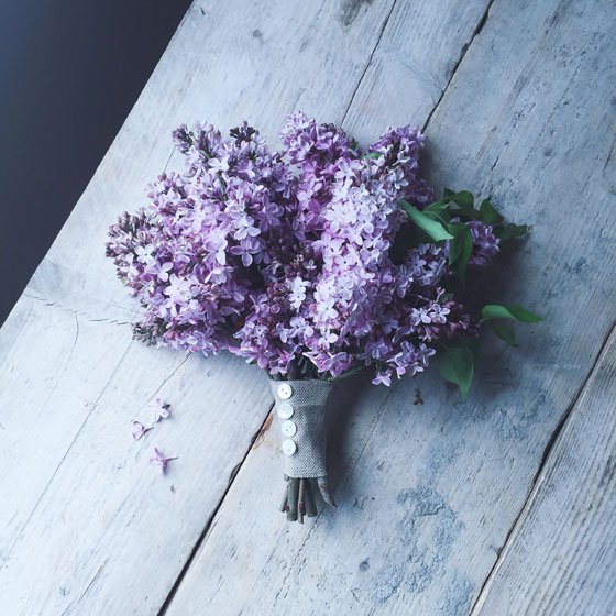 purple, blue, flower, lilac, plant,