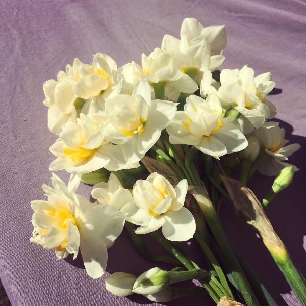 flower, flowering plant, plant, narcissus, cut flowers,