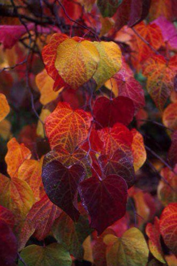 leaf, autumn, flora, petal, plant,