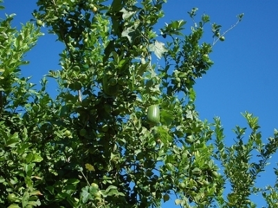 5 Tips on Growing Luffa Seeds