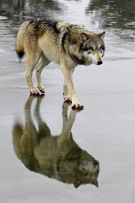 mammal,vertebrate,wolf,fauna,wildlife,