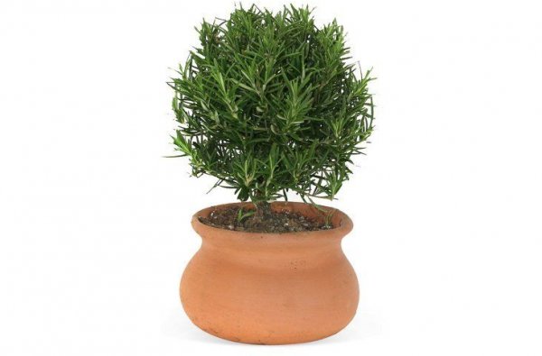 Rosemary Plant