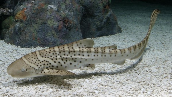 zebra shark photos