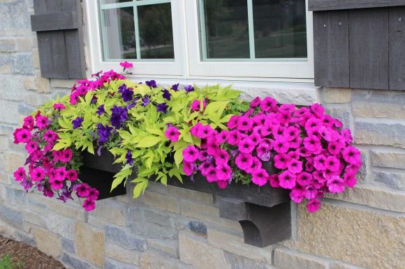 flower,plant,flora,floristry,land plant,