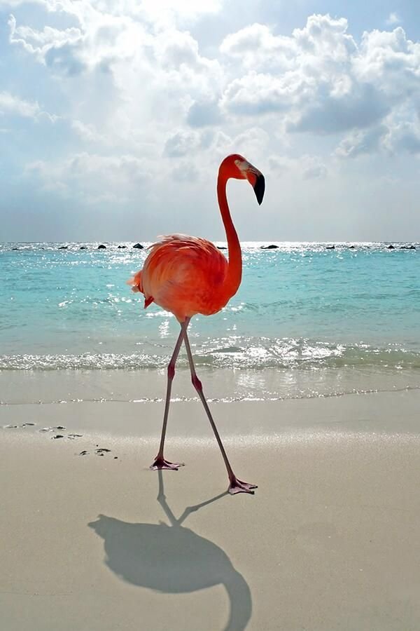 Flamingo Beach