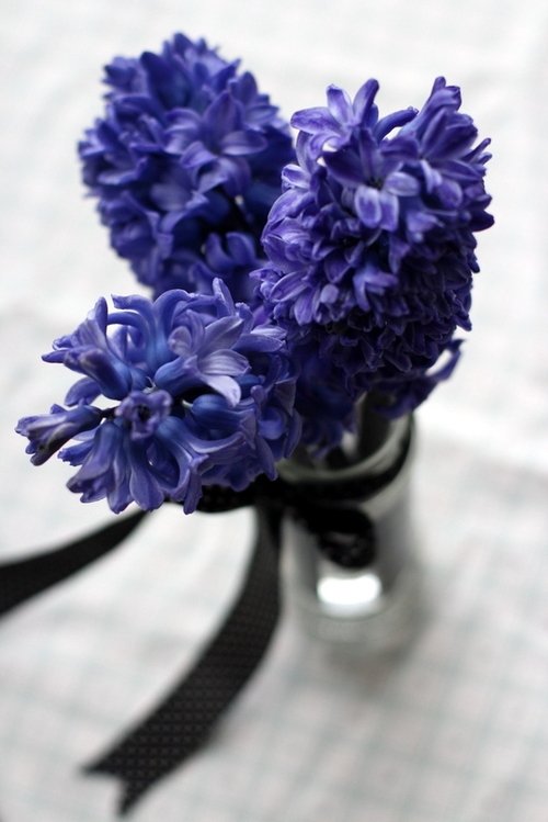 Hyacinths