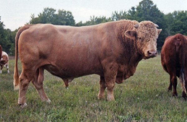 Beefalo