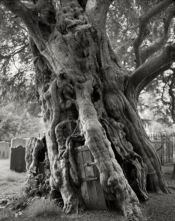 The Crowhurst Yew