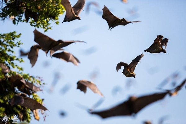 Bats