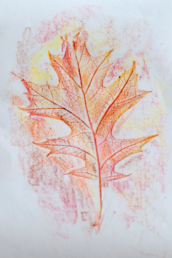 Make Leaf Rubbings