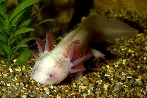 Axolotl