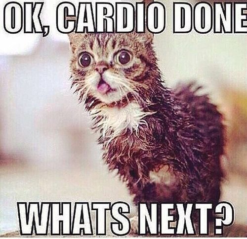 cat,advertising,small to medium sized cats,CARDIO,DONE,