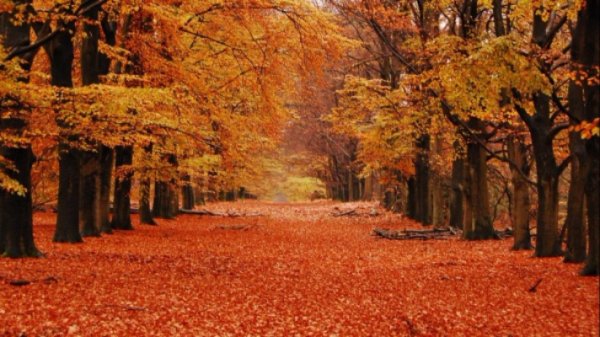 Veluwe National Park, Netherlands