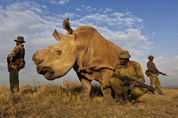 Armed Guards for a Rhino