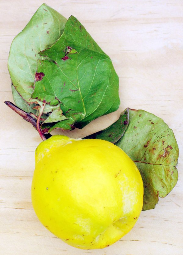 Quince is Something Tasty and New to Try