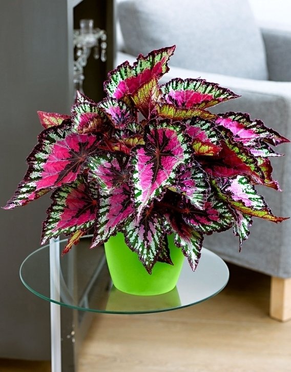 Rex Begonia