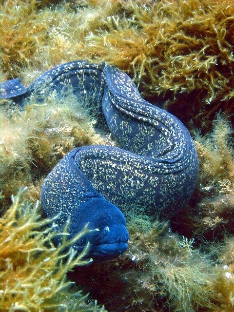 Blue Moray Eel