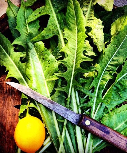 Dandelion Greens