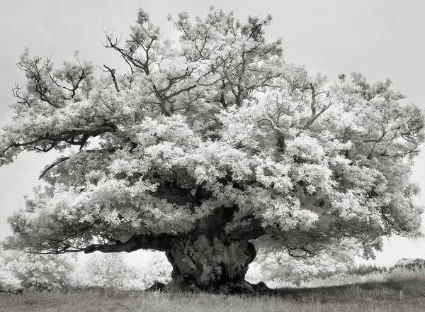 Chestnut in Cowdry Park