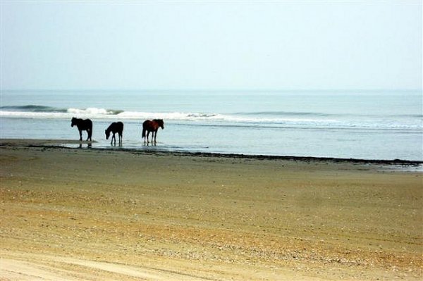 Carova Beach, Outer Banks, North Carolina