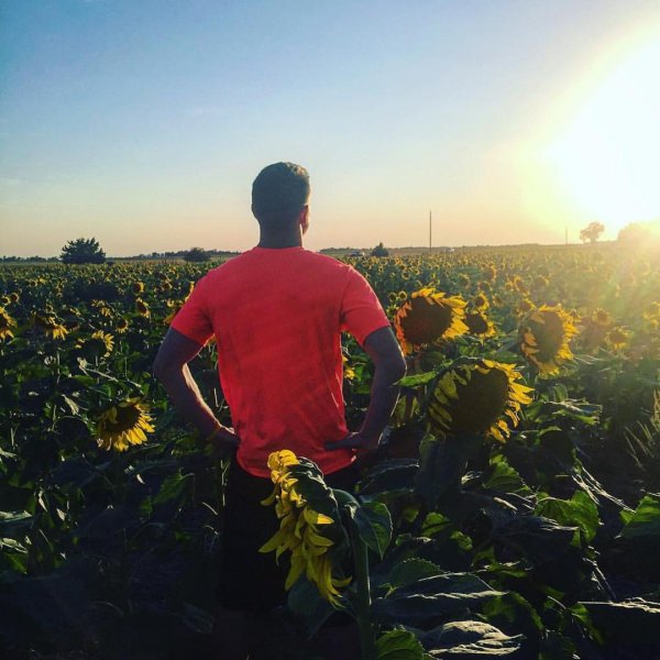 Among the Sunflowers