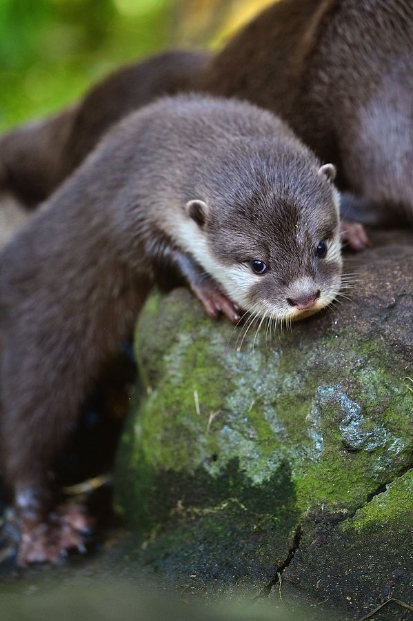 Otter