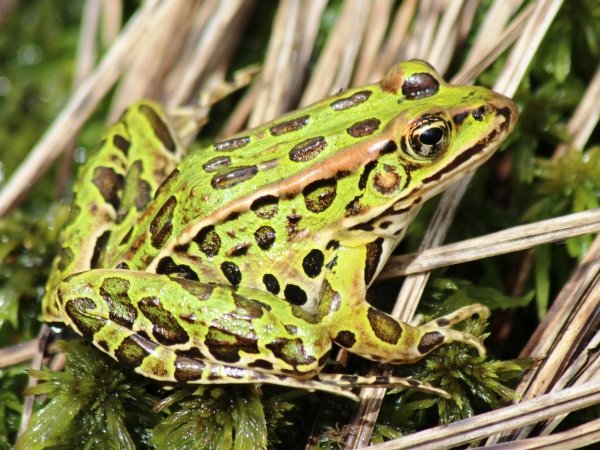 The Atlantic Coast Leopard Frog