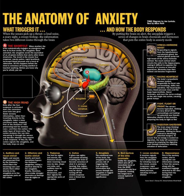 The Anatomy of Anxiety