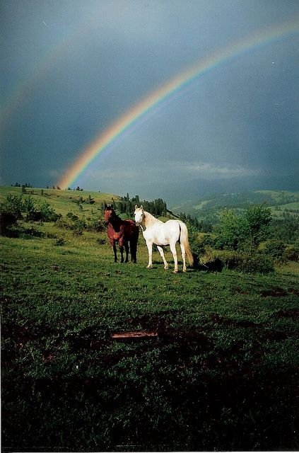 Horses in Idaho by