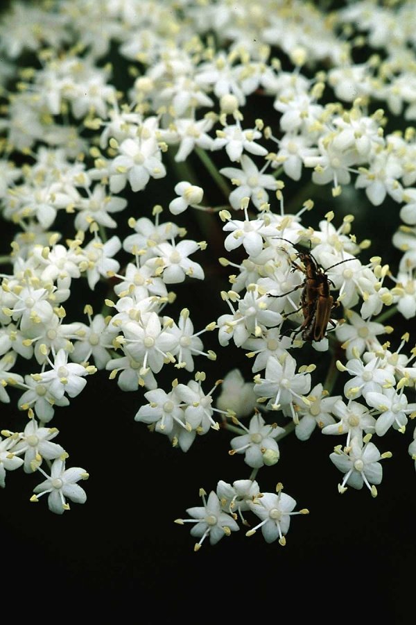 Elderflowers and Berries