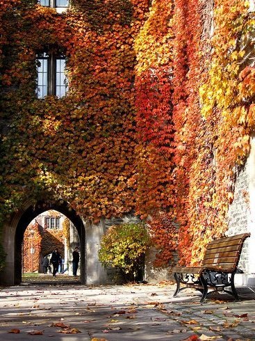 Ivy Portal