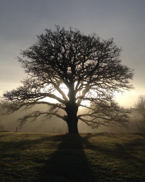 tree, sky, woody plant, branch, morning,