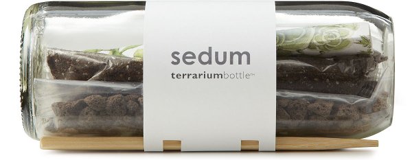 Sedum Terrarium Bottle