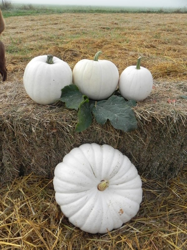 Lumina Pumpkins
