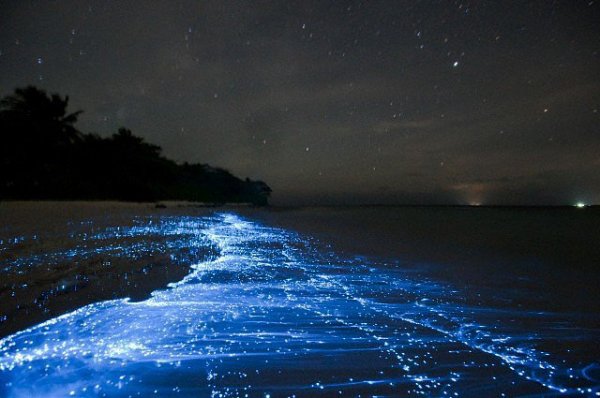 Sea of Stars in the Maldives