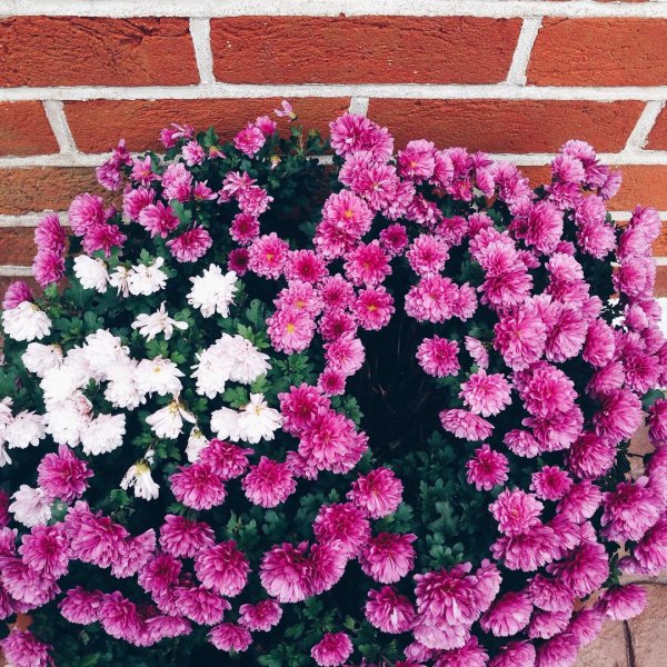 Garden Mums