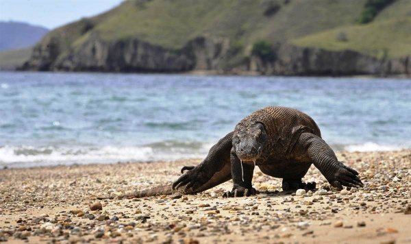 Komodo National Park, Indonesia