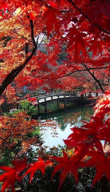 red,tree,plant,flower,leaf,