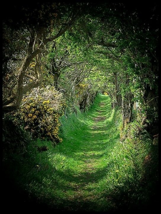 The Dark Hedges, Ballymoney