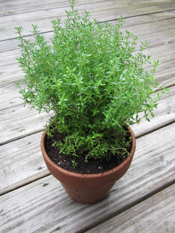 Thyme