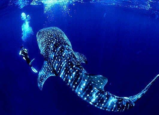 Swim with Whale Sharks