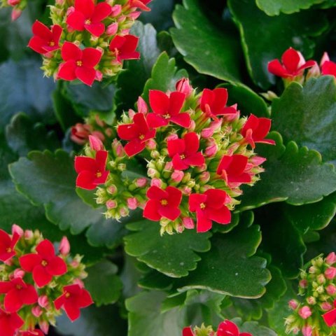 flower, plant, lantana camara, land plant, flowering plant,