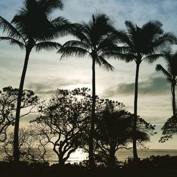 sky, tree, palm tree, borassus flabellifer, arecales,