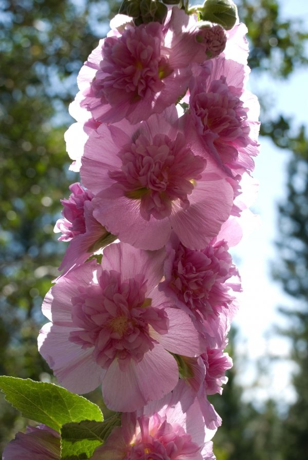 Hollyhocks