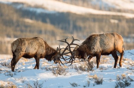 Visit Yellowstone in Winter